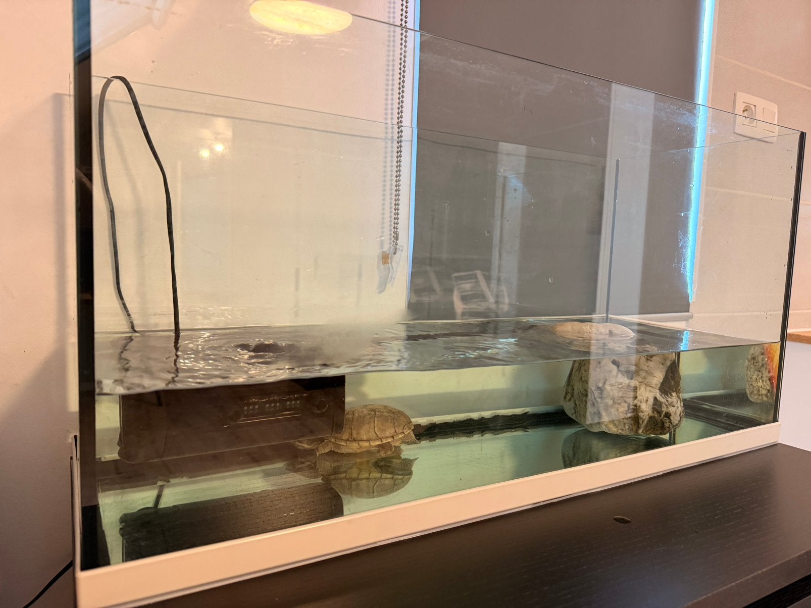 Muskusschildpad met terrarium, Dieren en Toebehoren, Schildpad, Met terrarium, 7 tot 10 jaar