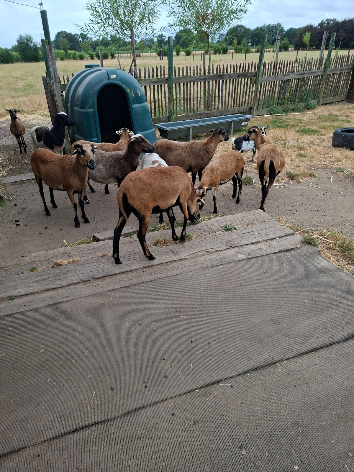 jonge ooitjes tussen de 6 en 12 maanden en 2 ramlammetjes, Meerdere dieren, Schaap, 0 tot 2 jaar