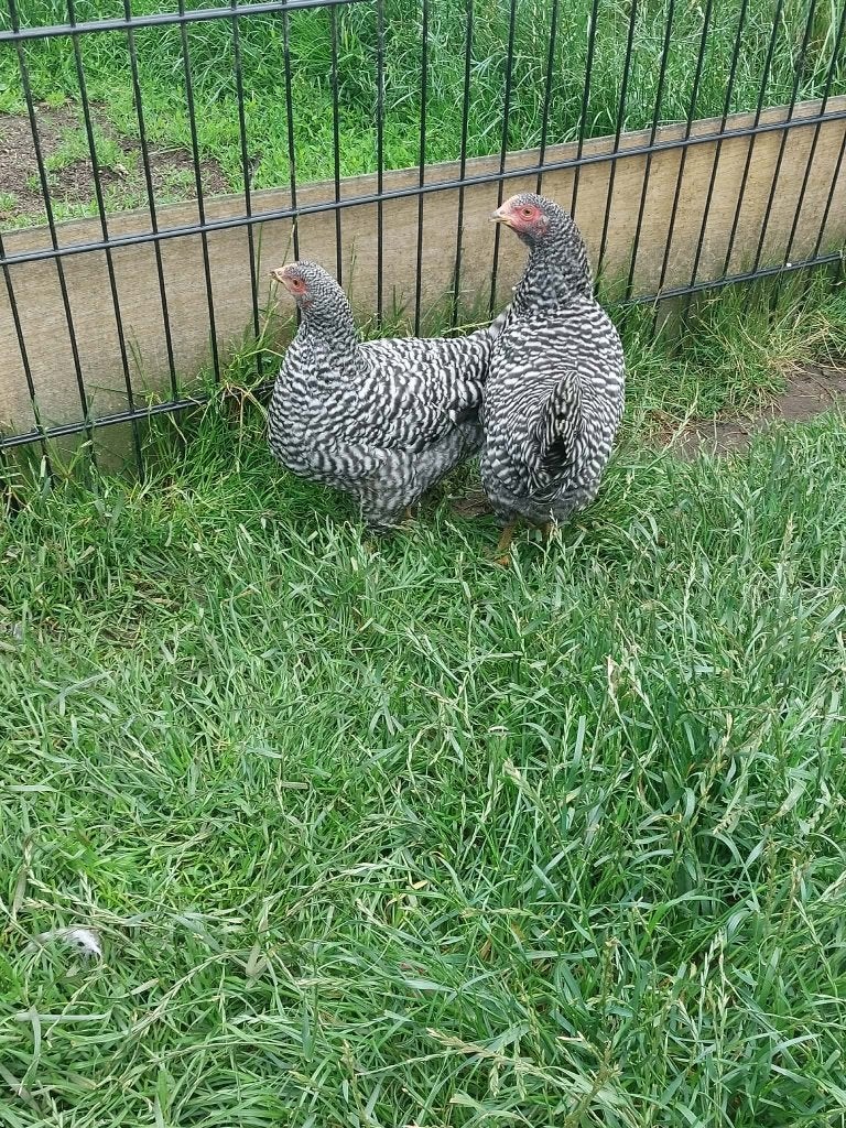 kippen amrock, Femelle, Poule ou poulet