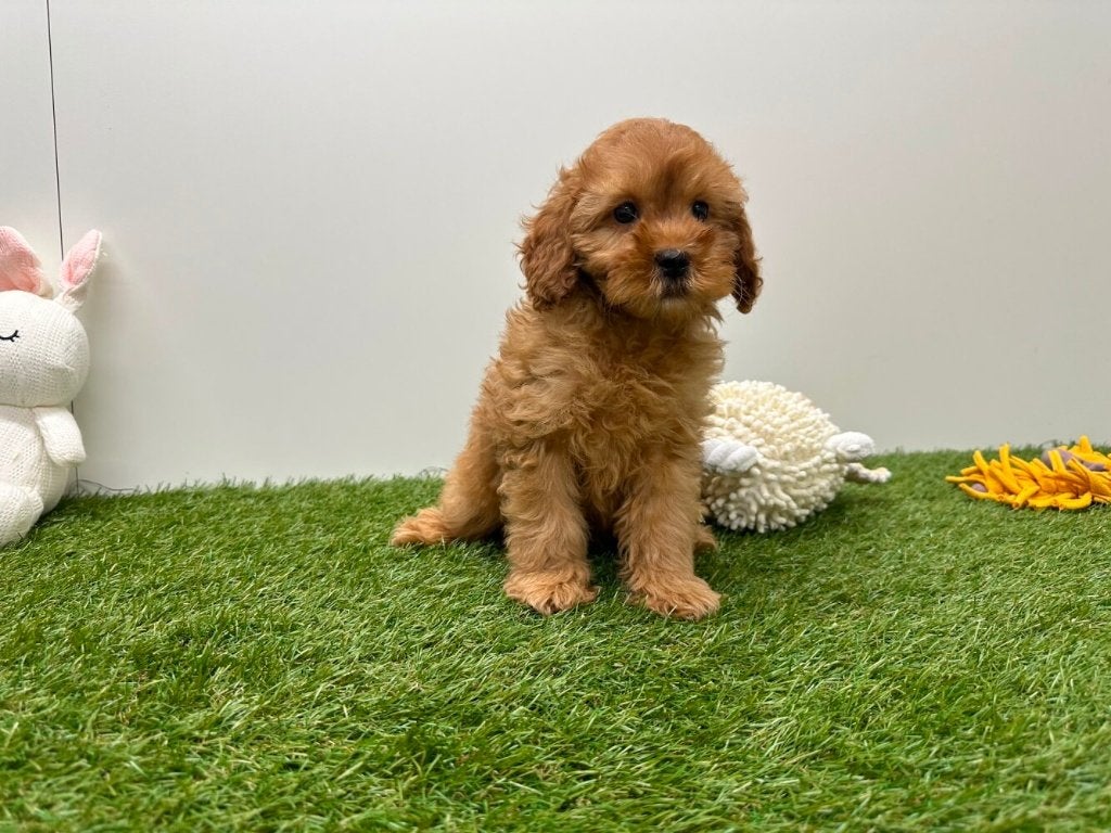 Chiots Cavapoo (F1)