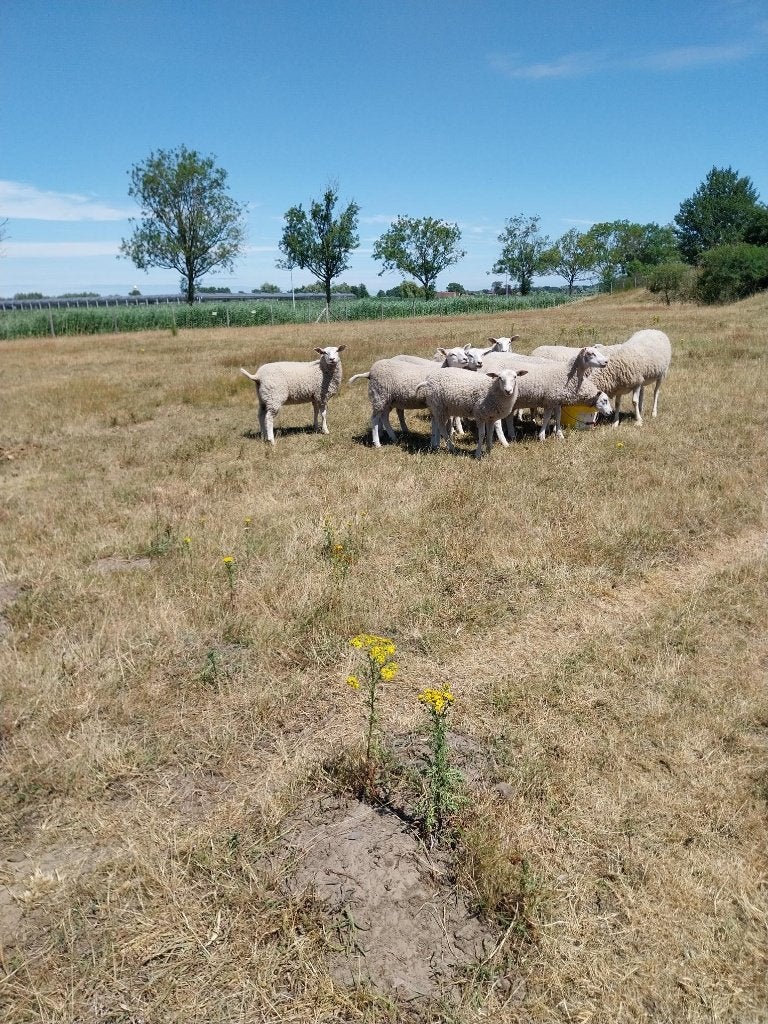 fokooien, Vrouwelijk, Schaap, 0 tot 2 jaar