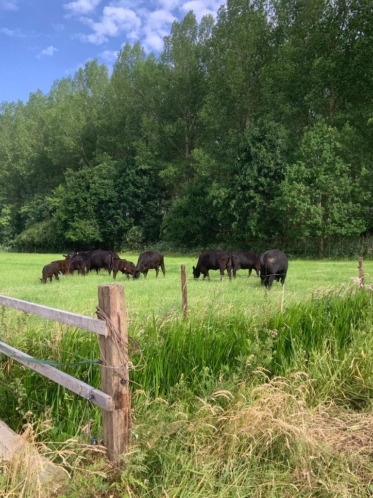 Te koop: Black Angus jongvee – stiertjes en vaarzen, Dieren en Toebehoren, Meerdere dieren, 0 tot 2 jaar