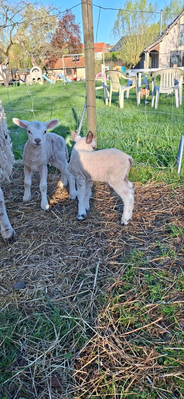 2 agneaux, 1 brebis et 1 chèvre, Animaux & Accessoires, Plusieurs animaux, Mouton, 0 à 2 ans