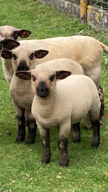 Hampshire Down ramlammeren te reserveren, Mannelijk, Schaap, 0 tot 2 jaar