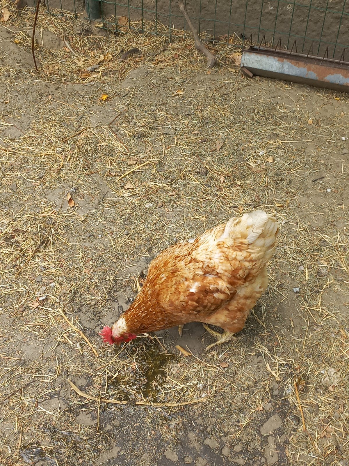 Poule pondeuse, Animaux & Accessoires, Volatiles, Femelle, Poule ou poulet