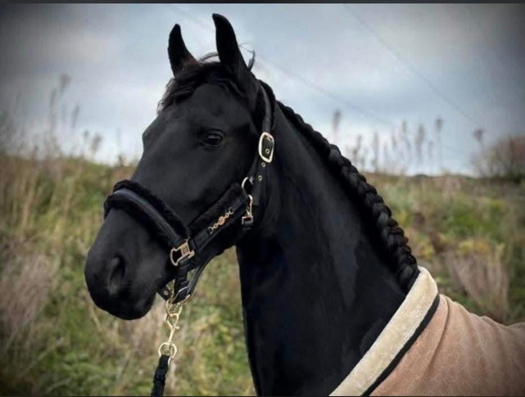 Halve stal 3 jarige fries, Dieren en Toebehoren, Paarden, Merrie, Zadelmak, 160 tot 165 cm, 3 tot 6 jaar, Met stamboom