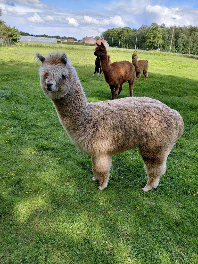 2 jonge alpaca merrie's, Dieren en Toebehoren, Overige Dieren, Juli, Vrouwelijk