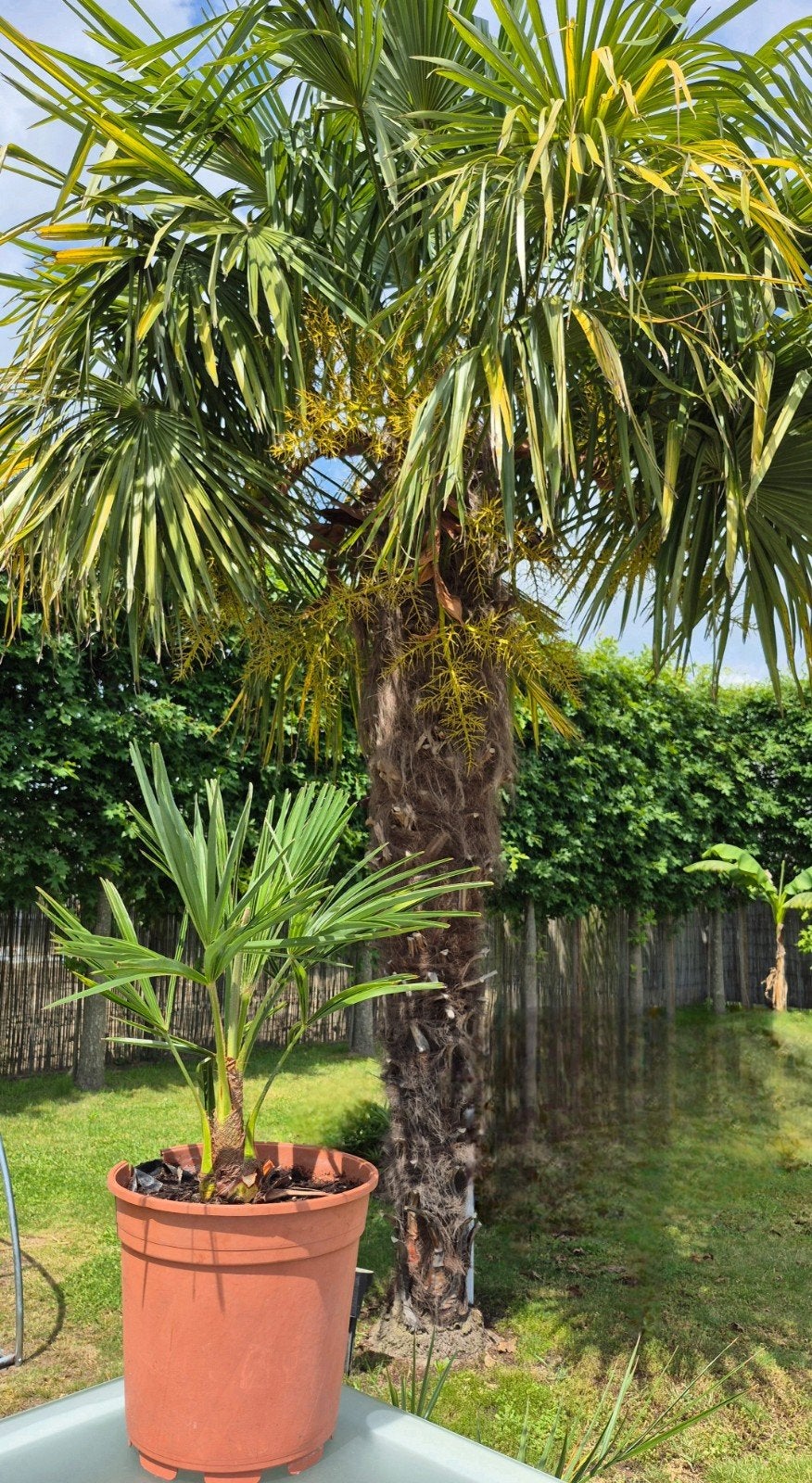 Winterharde zelfgekweekte palmboom Trachycarpus Fortunei, Tuin en Terras, Planten | Bomen, Ophalen, Palmboom