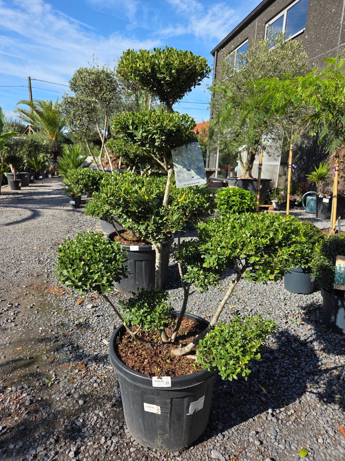 Ilex Green Crenata Bonsai, Ophalen, Halfschaduw