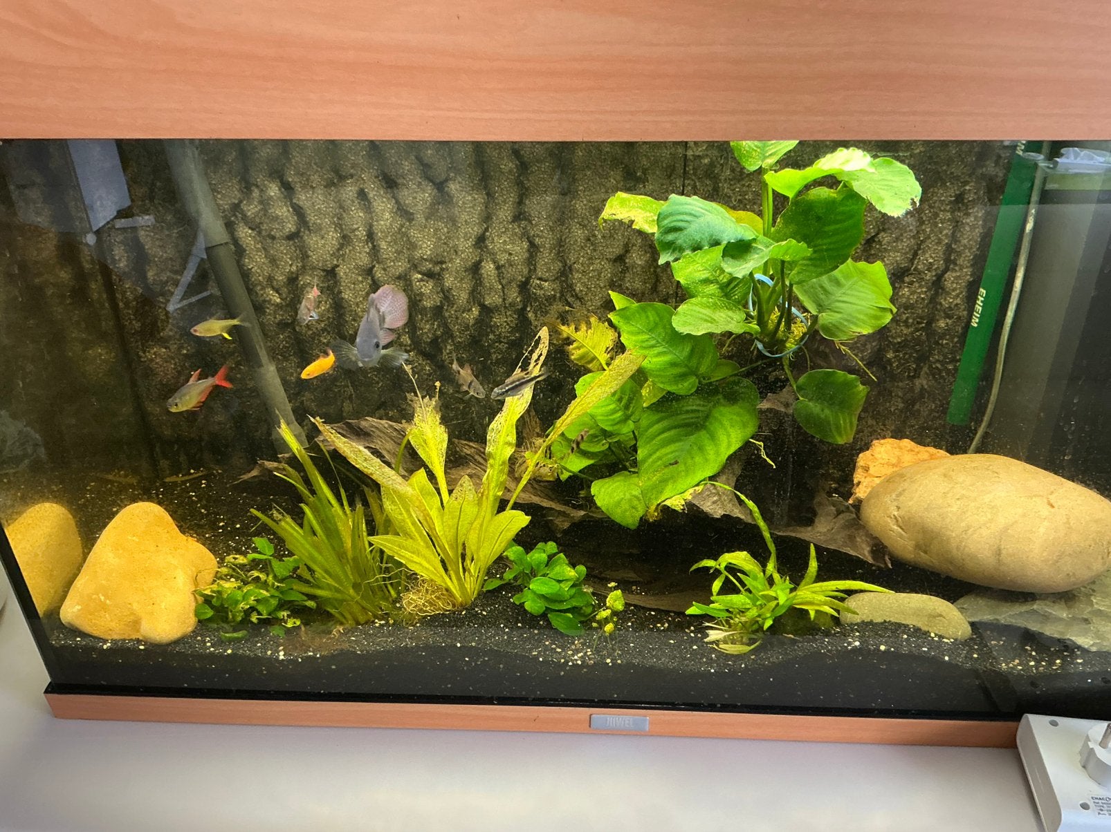 Aquarium, Animaux & Accessoires, Poissons | Poissons d'aquarium, Autres types