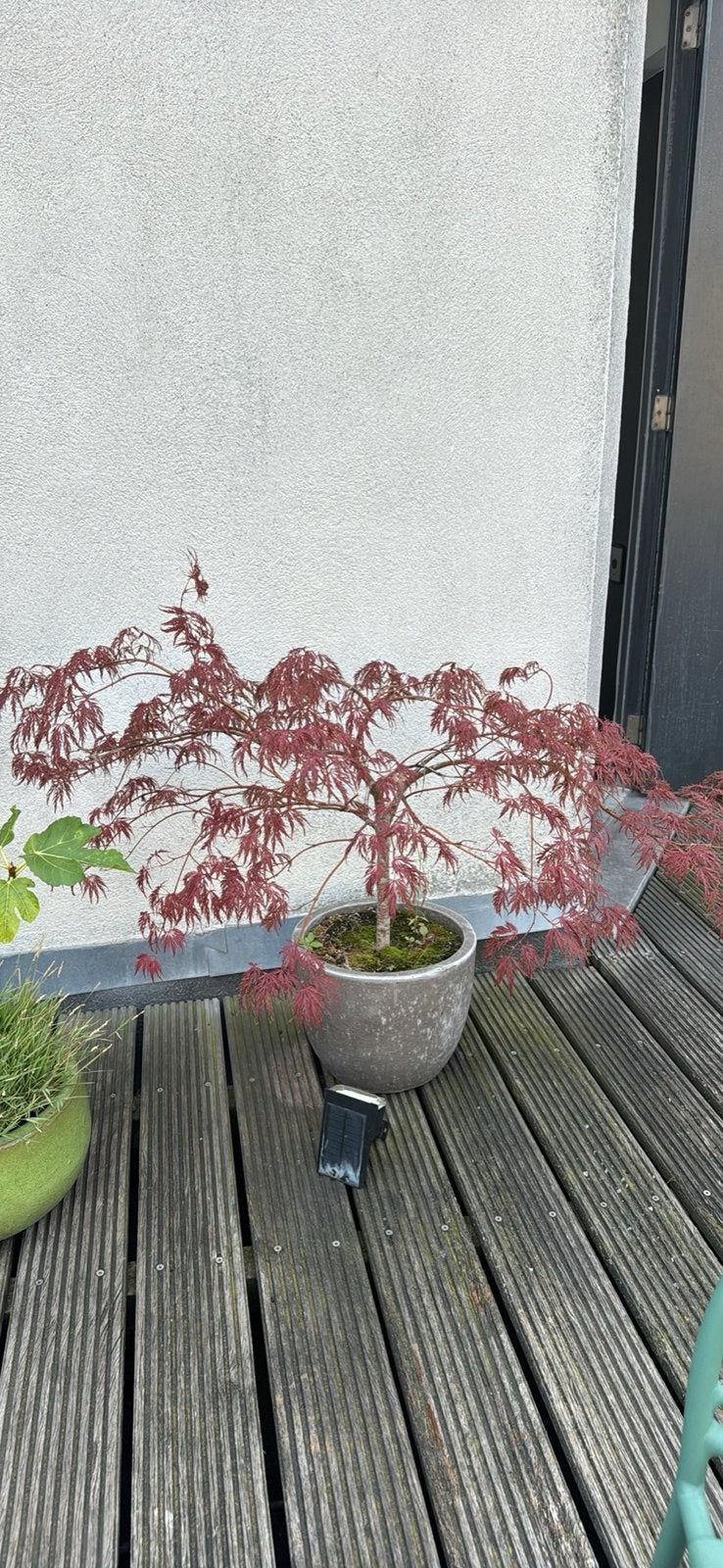Érable du Japon Acer palmatum dissectum, Enlèvement, Comme neuf