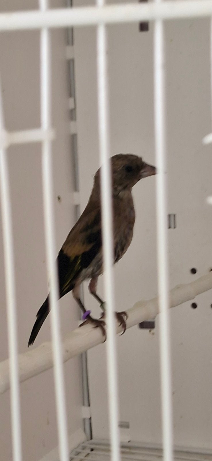 chardonnerets noirs, Animaux & Accessoires, Oiseaux | Oiseaux Autre, Plusieurs animaux, Oiseau chanteur sauvage, Domestique