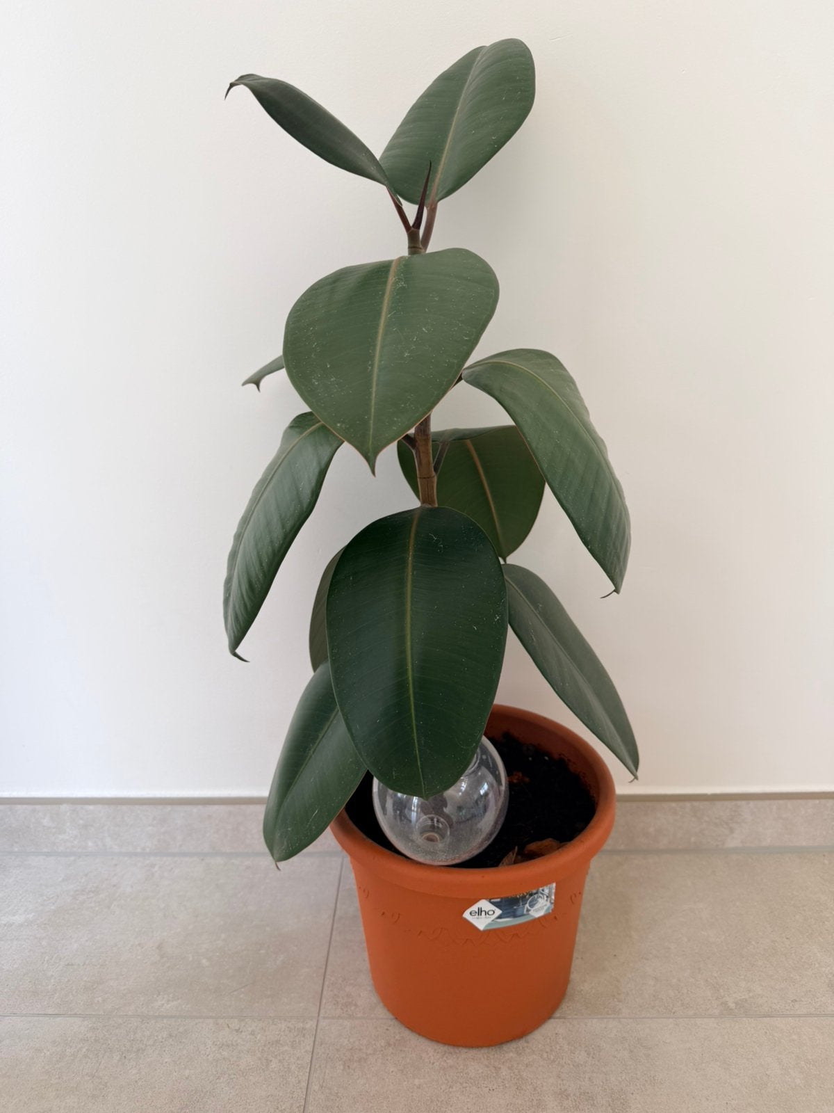 Ficus Elastica (Caoutchouc) 80 cm + pot Elho⁠, Maison & Meubles, Plantes d'intérieur, Ficus, Enlèvement