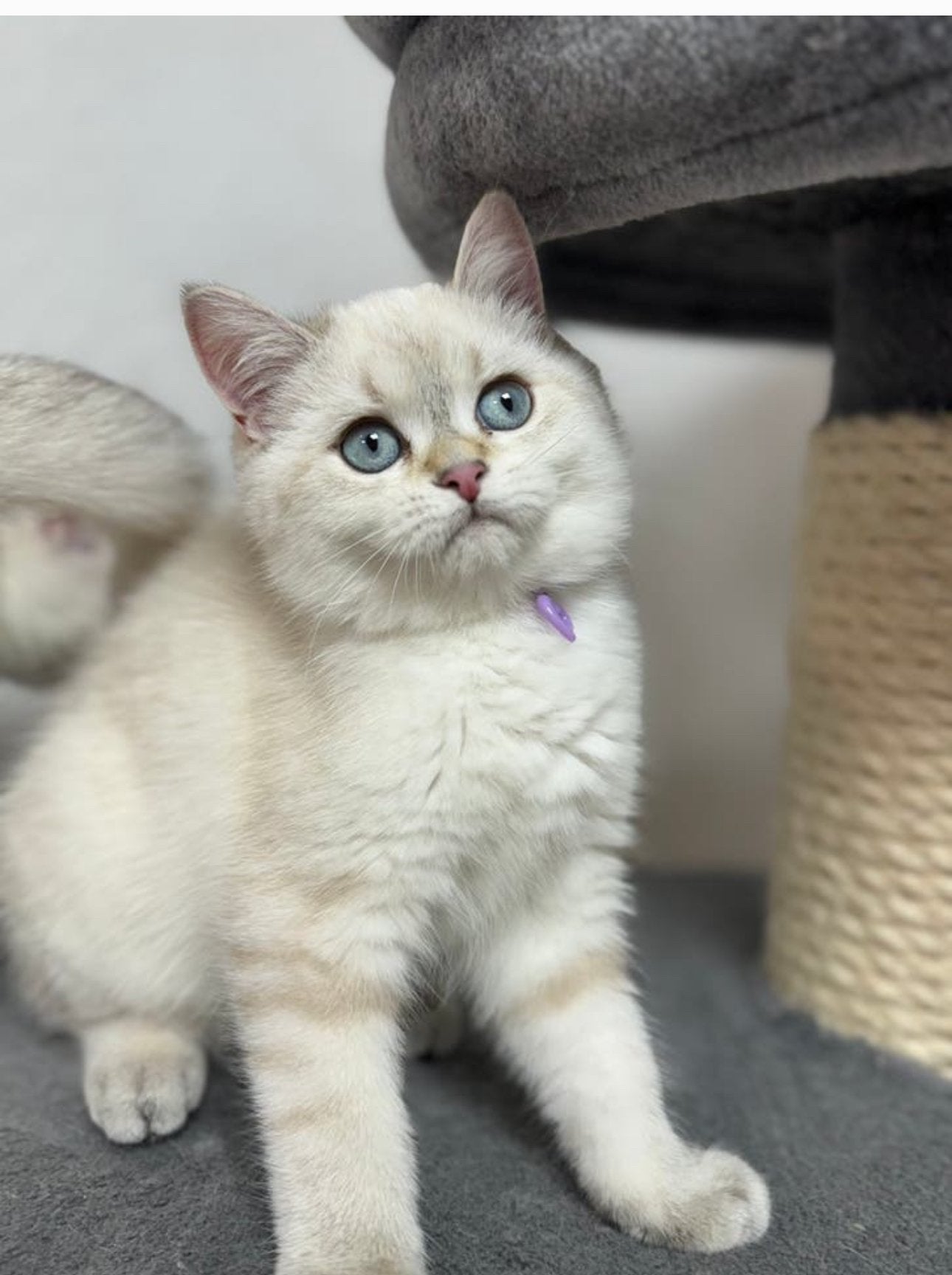 kittens Britse korthaar, Dieren en Toebehoren, Katten en Kittens | Raskatten | Korthaar, Meerdere dieren, 0 tot 2 jaar, Gechipt