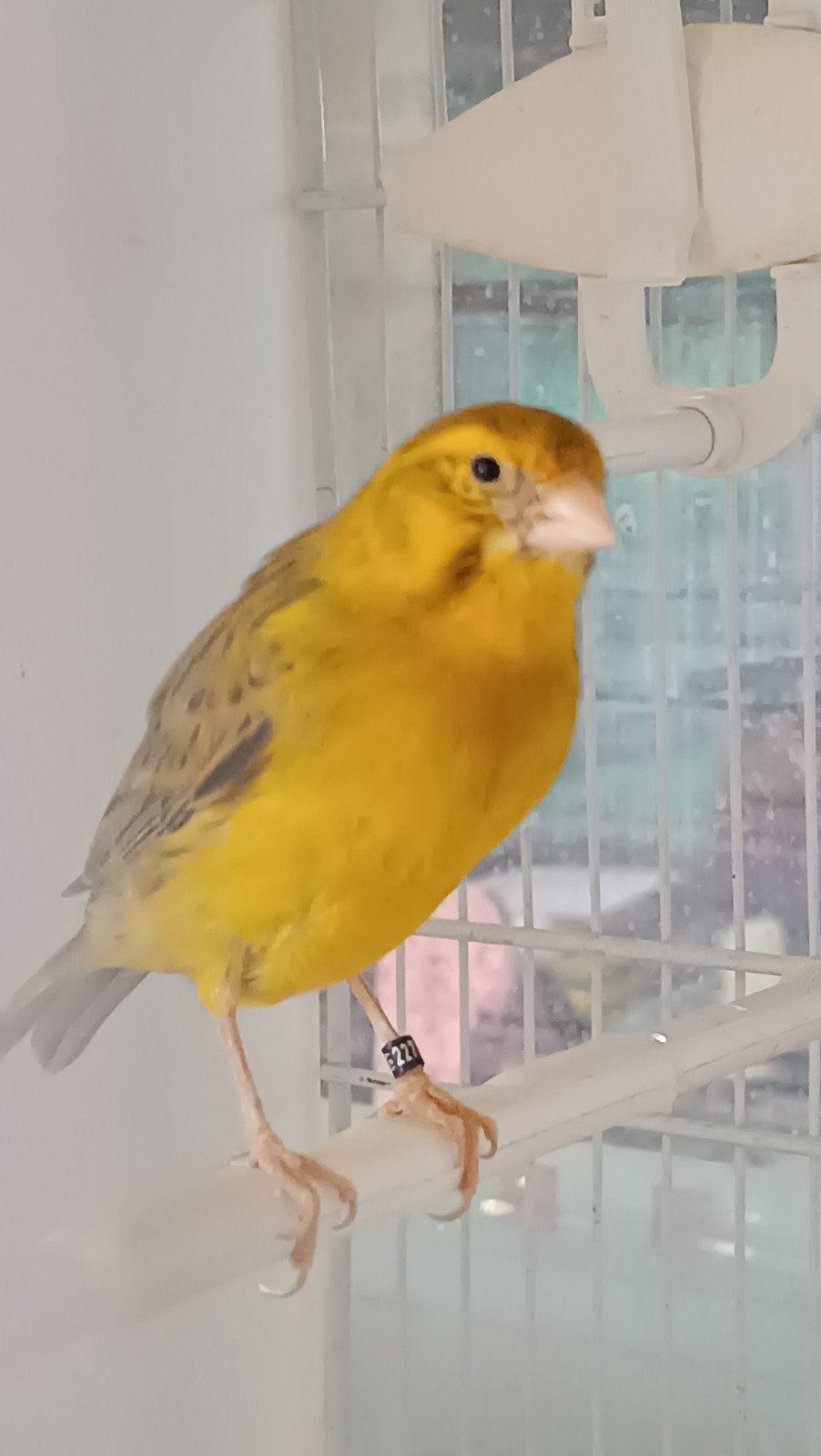 Kanarie man, Dieren en Toebehoren