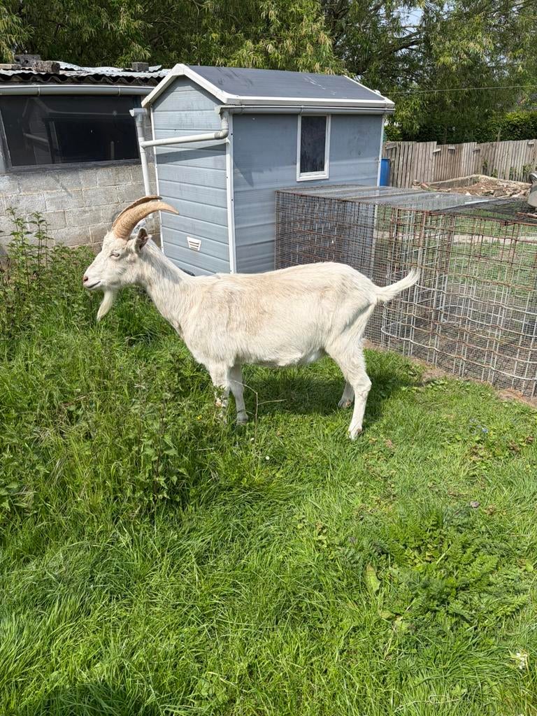 Geiten rammen