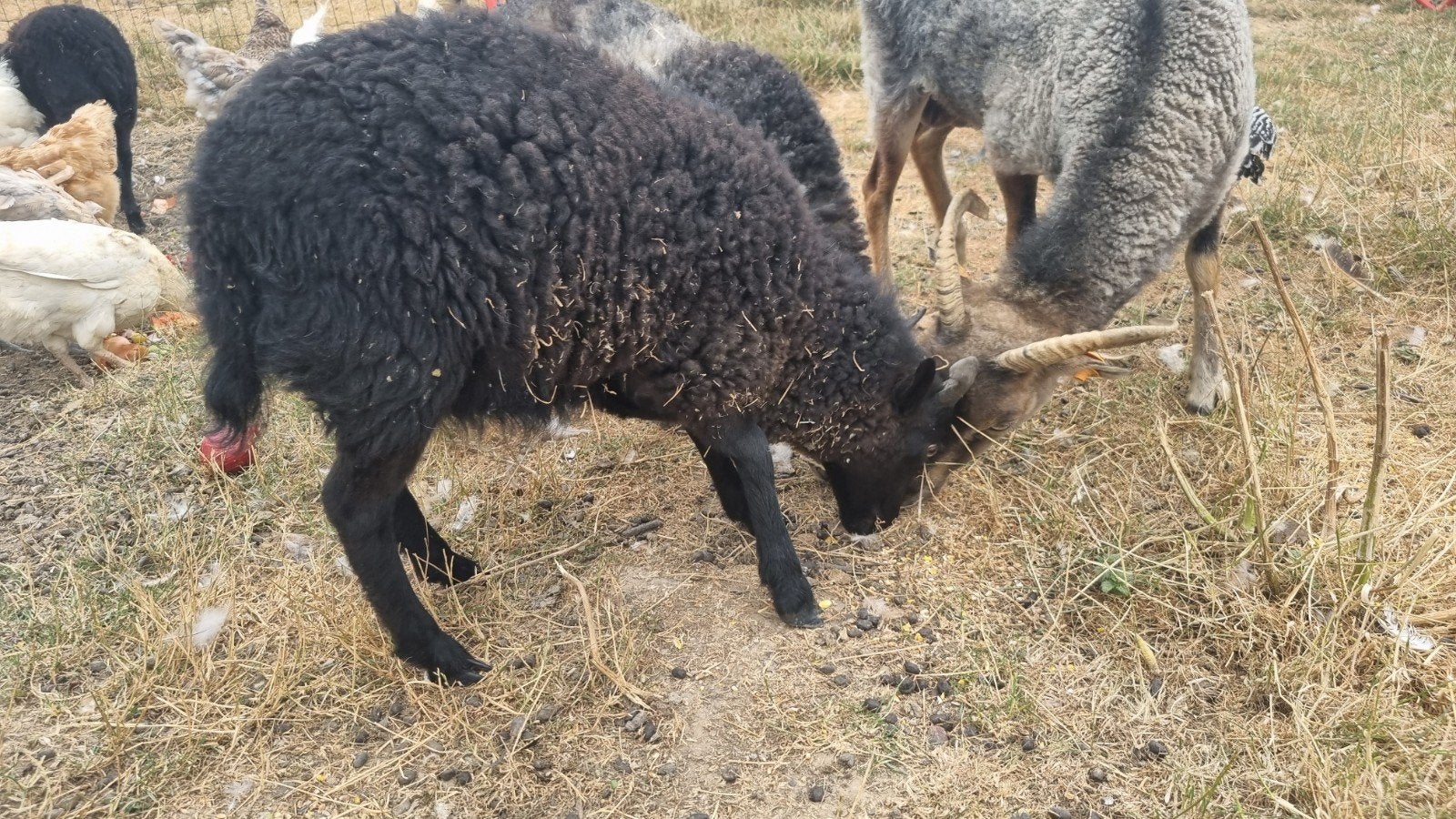 ouessant bokjes, Dieren en Toebehoren, Schapen, Geiten en Varkens, Mannelijk, Schaap, 0 tot 2 jaar
