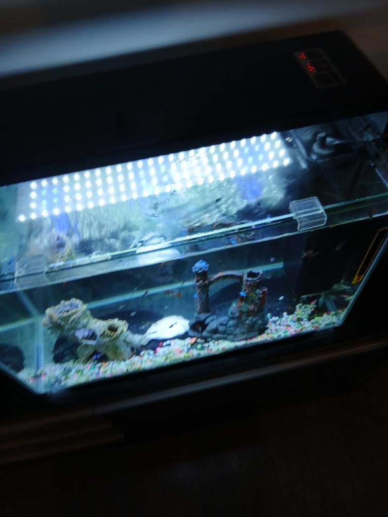 Mooi aquarium  met alles is er bij let licht wit en blouw, Enlèvement