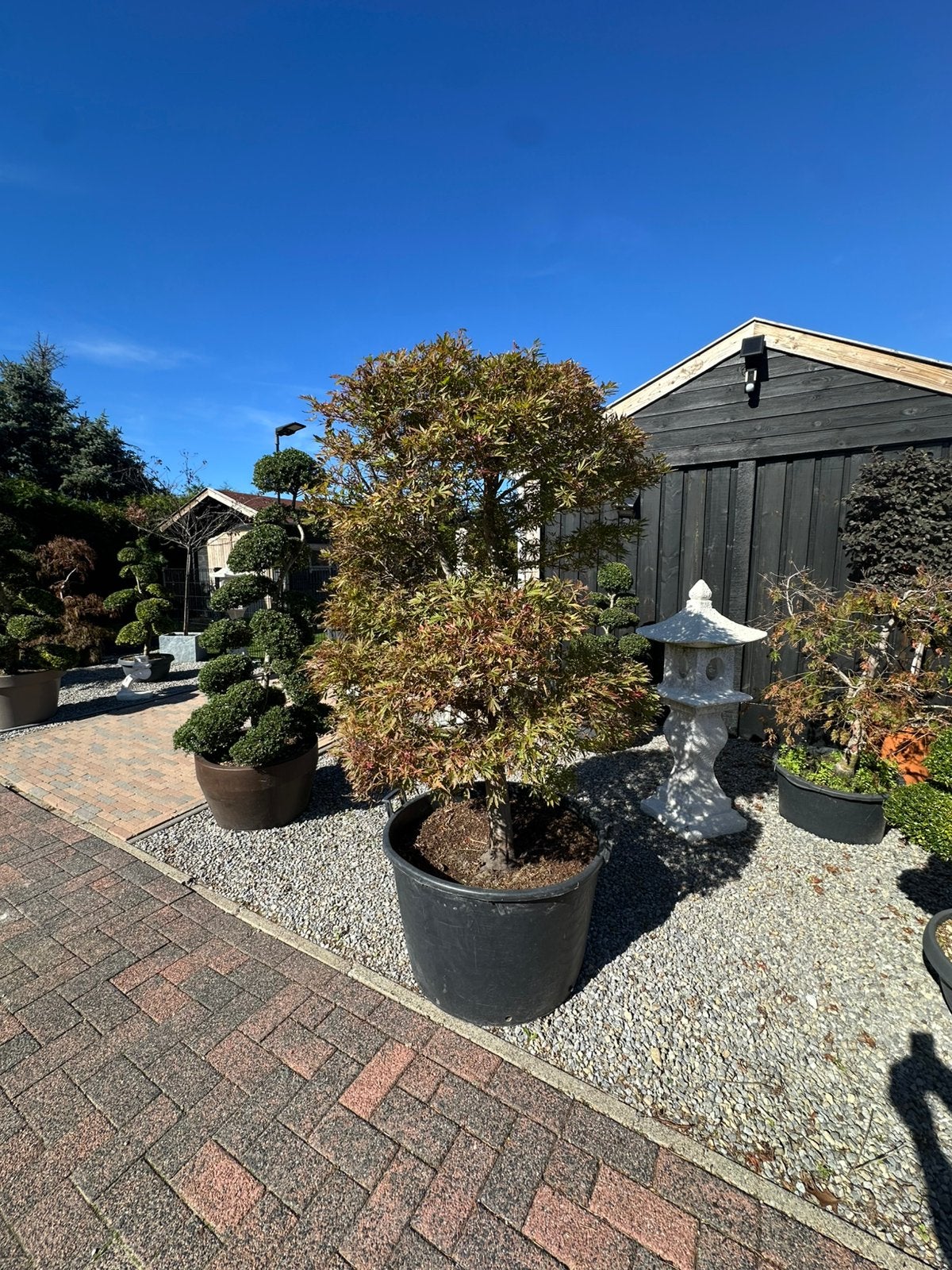 Japanse esdoorn Bonsai, Tuin en Terras, Ophalen