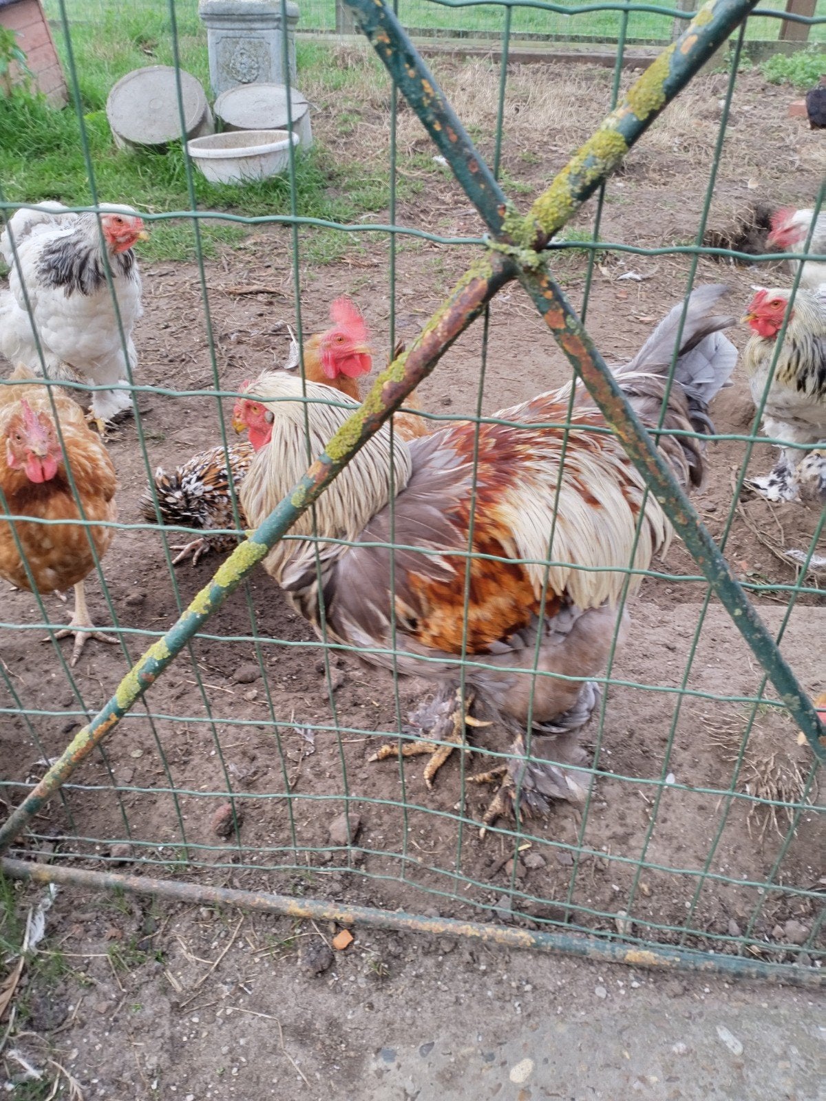 brahma haan gratis, Animaux & Accessoires, Mâle, Poule ou poulet