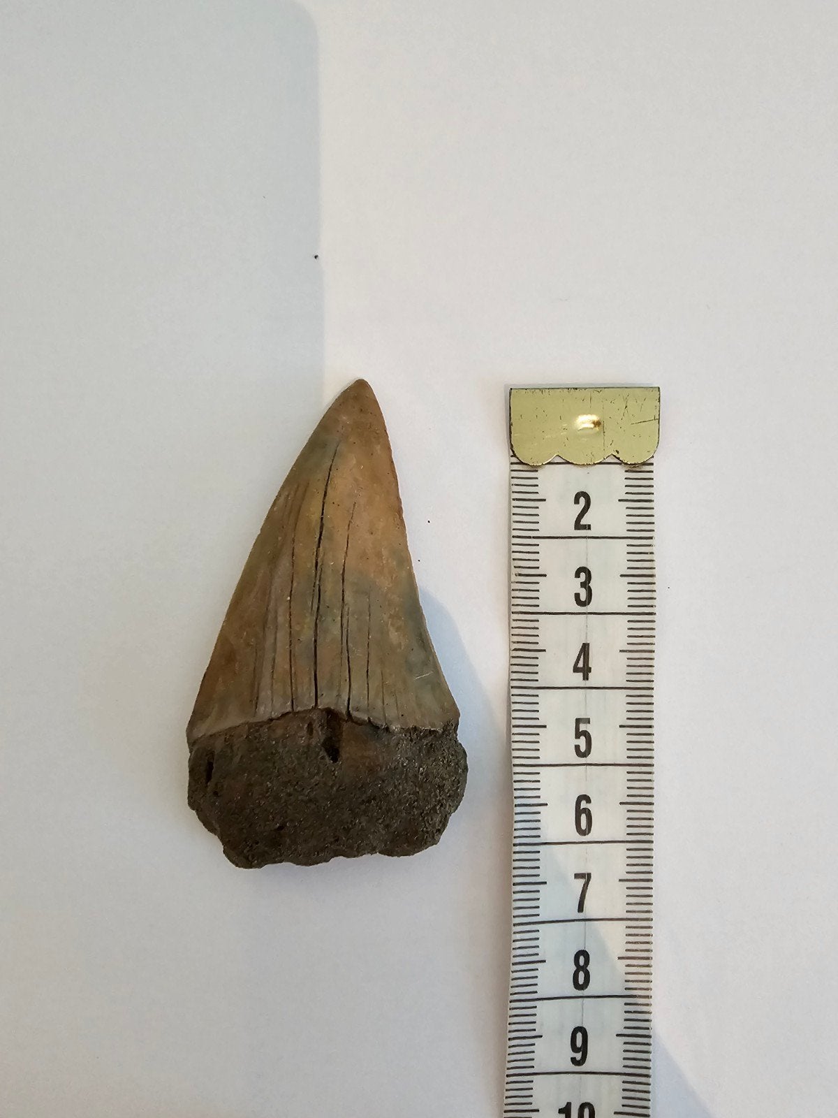 Hastalis tand (België), Ophalen of Verzenden