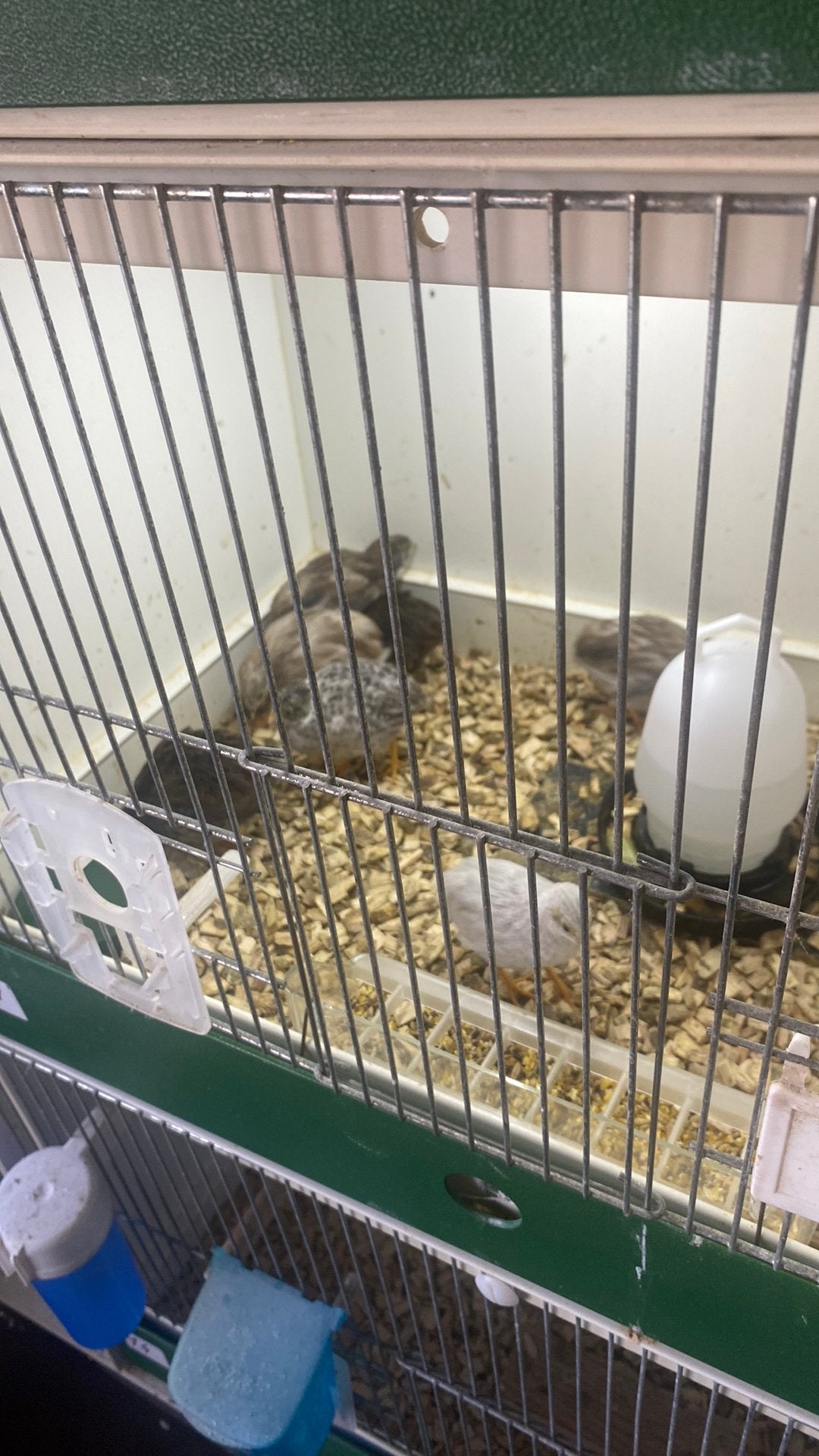 Chinese kwartels, Meerdere dieren