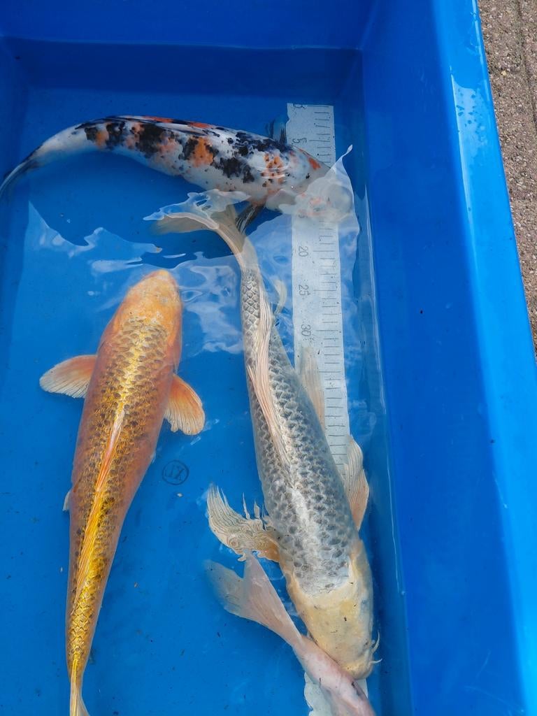 Koi
