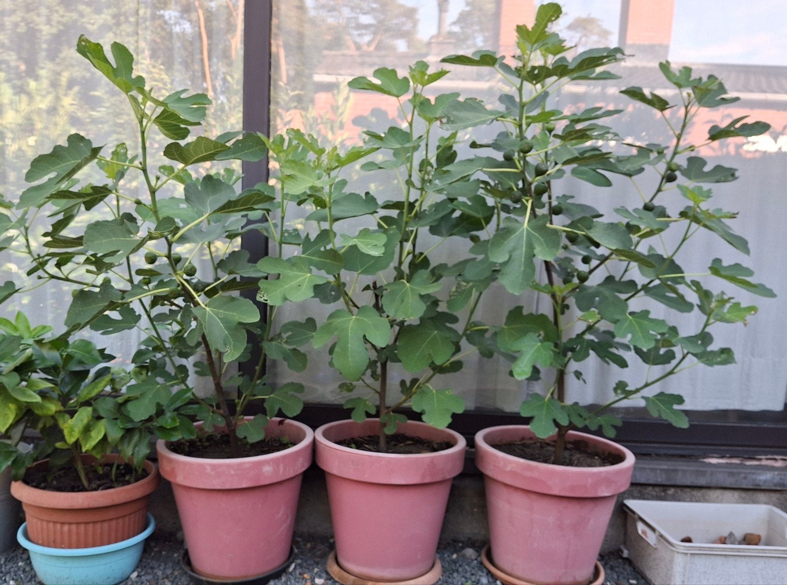 vijgenboom, Ne fleurit pas, Enlèvement, Plantes fruitières, Plante fixe