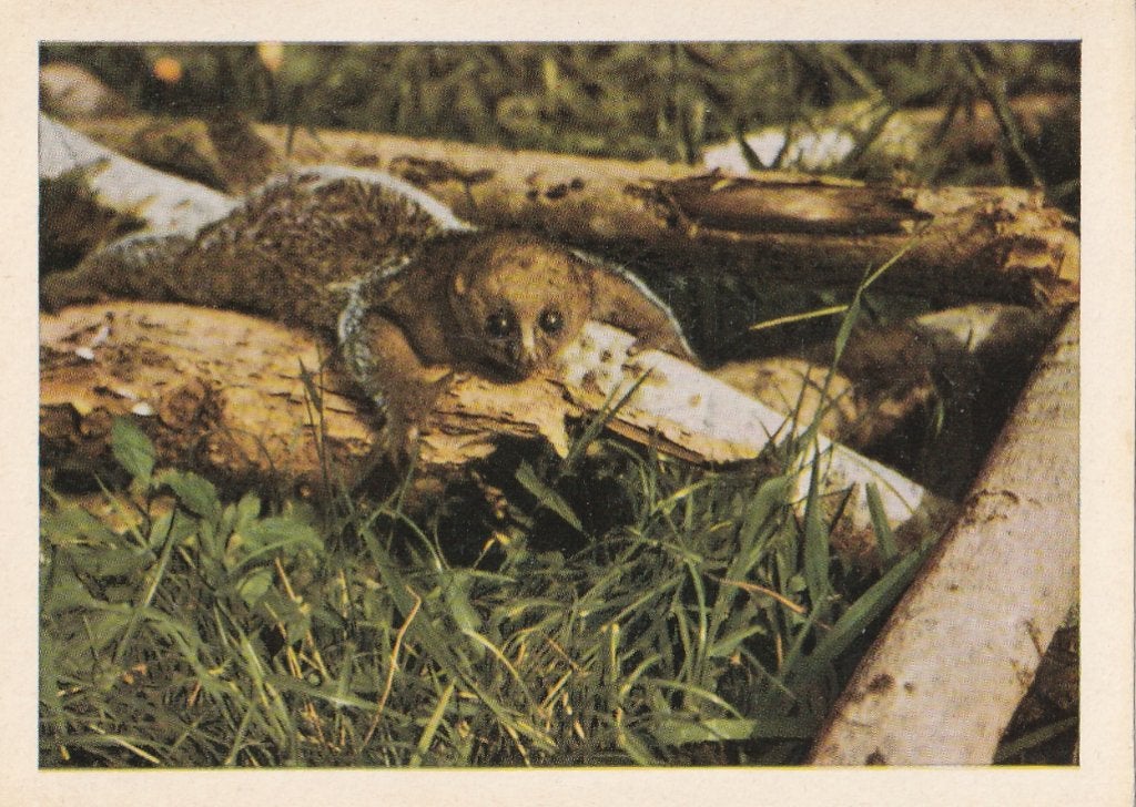 CHROMO  POTTO, Envoi, Comme neuf, Animal, Gravure