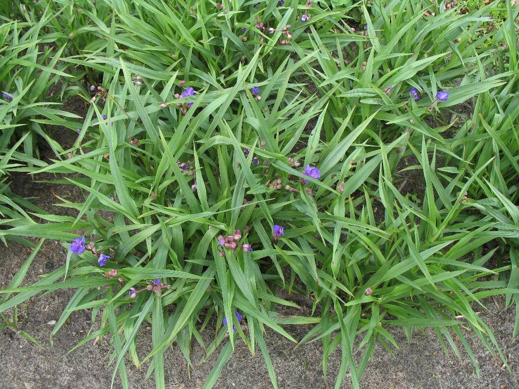 Eendagsbloem,Trandescatia virginiana,  blauw, Tuin en Terras, Ophalen