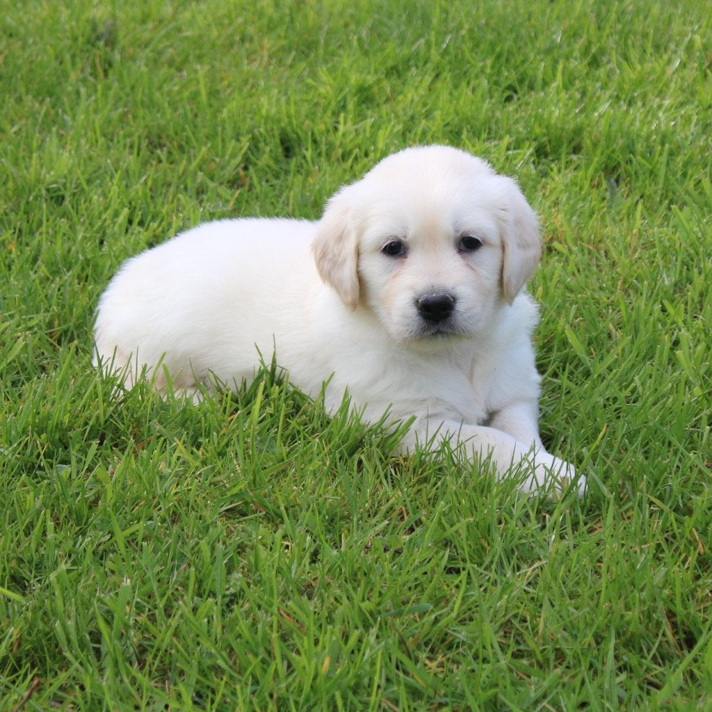 Chiots Golden Retriever, Animaux & Accessoires, Chiens | Retrievers, Épagneuls & Chiens d'eau, Chien (mâle), Golden retriever