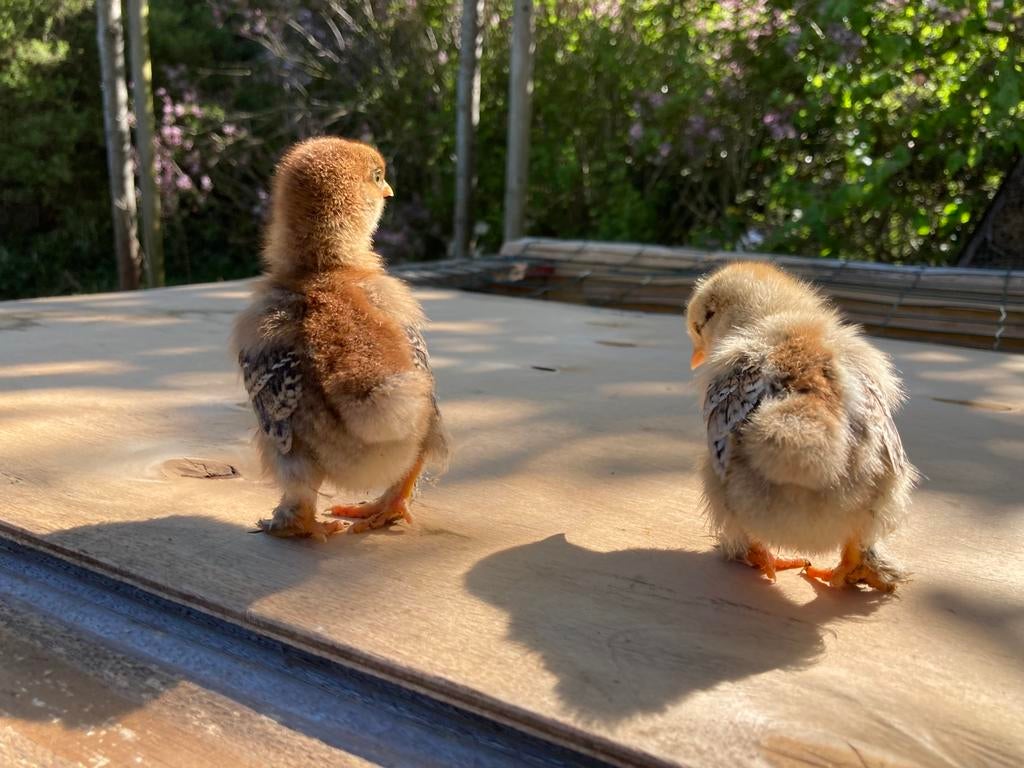 kuikens cochin kriel, Dieren en Toebehoren, Pluimvee, Geslacht onbekend, Kip