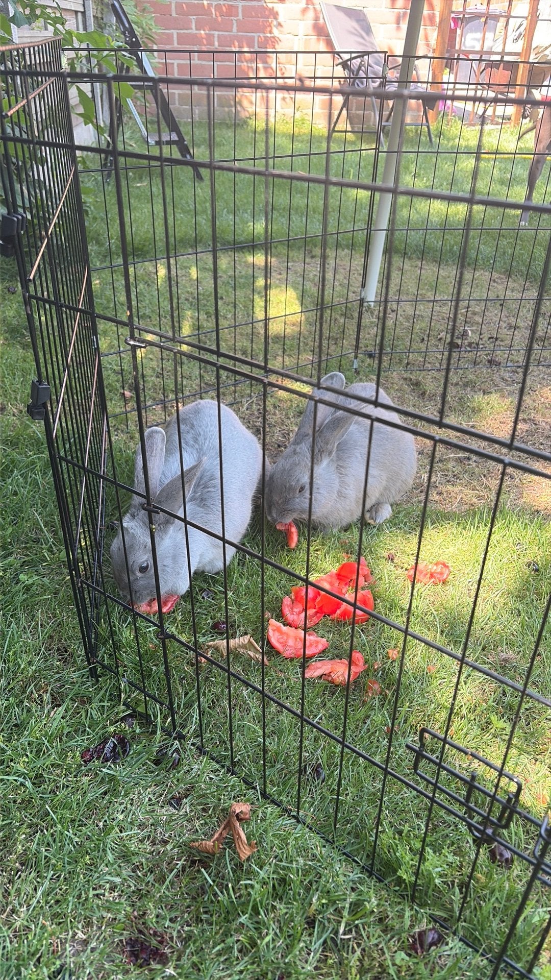 Koppeltje konijnen, Dieren en Toebehoren