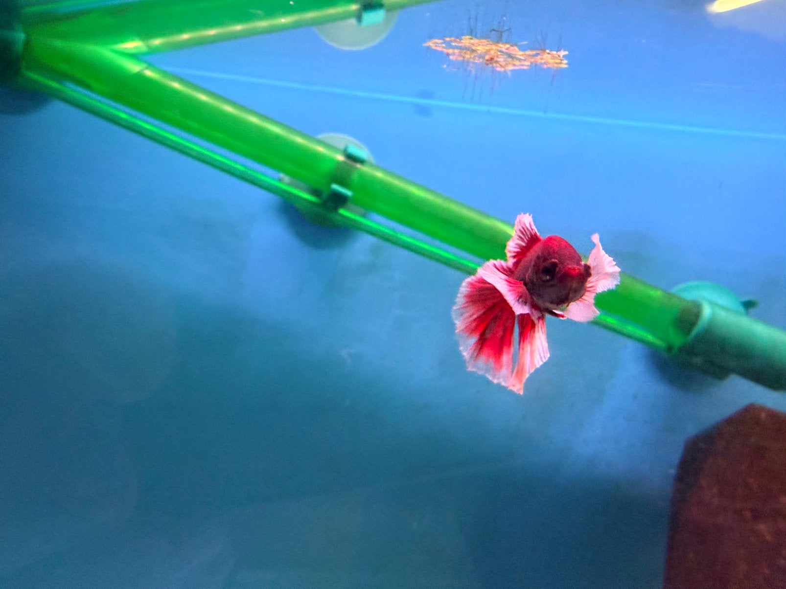 Kempvis betta vis verzending mogelijk, Animaux & Accessoires, Poisson