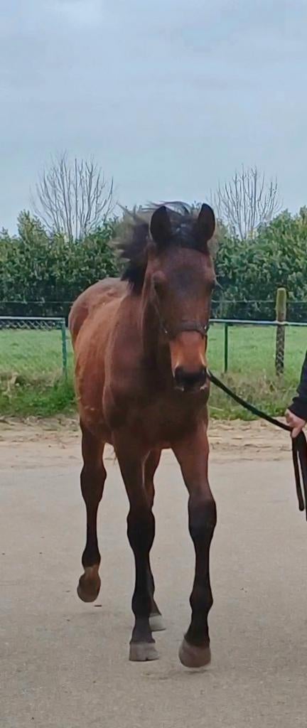 Groot Dressuur paard voor de toekomst!, Cheval de dressage, 0 à 2 ans, Ne s'applique pas, Étalon