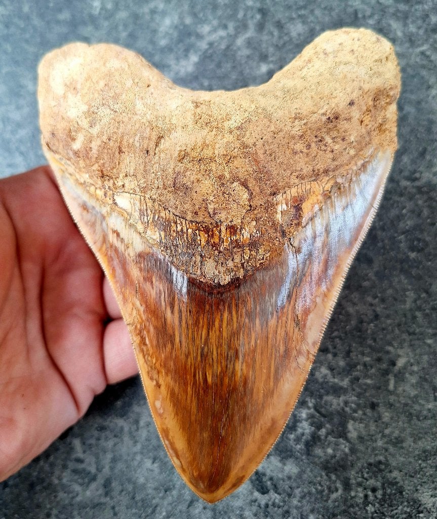 WOW! megalodon tand indonesie		14.5x10.6x2.8	cm  MEGA TAND!, Verzamelen, Mineralen en Fossielen, Ophalen of Verzenden, Fossiel