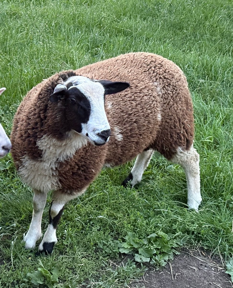 Lam ram, Dieren en Toebehoren, Meerdere dieren, Schaap, 0 tot 2 jaar