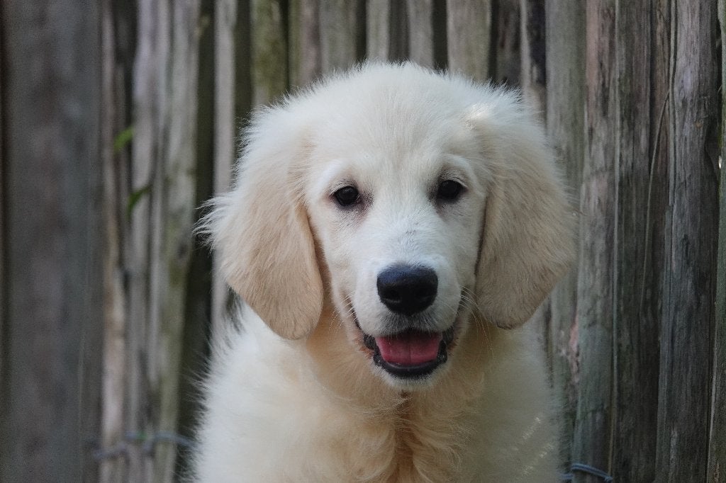Prachtige Golden Retriever pups, met stamboom, Dieren en Toebehoren, België, 15 weken tot 1 jaar, Meerdere, Meerdere dieren