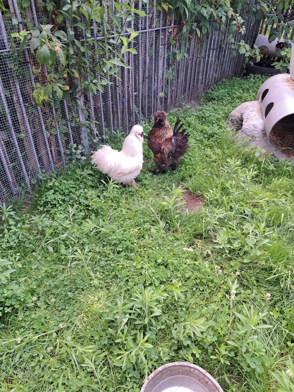 Jonge haantjes zijdehoenders gratis, Dieren en Toebehoren