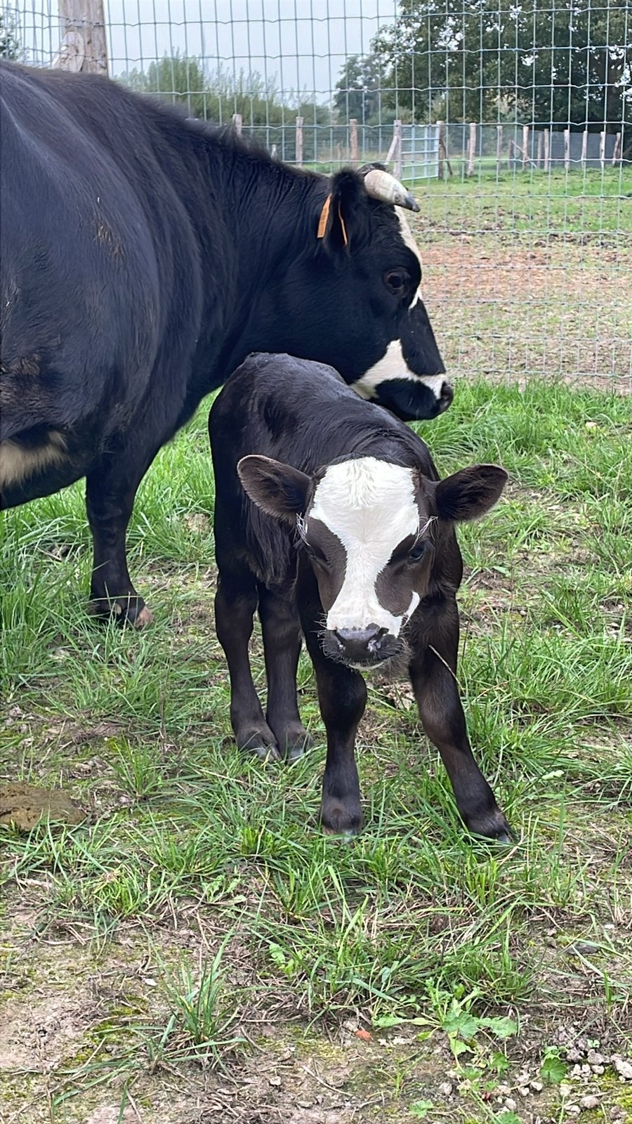 Dahomey stiertje, Dieren en Toebehoren, Mannelijk, 0 tot 2 jaar