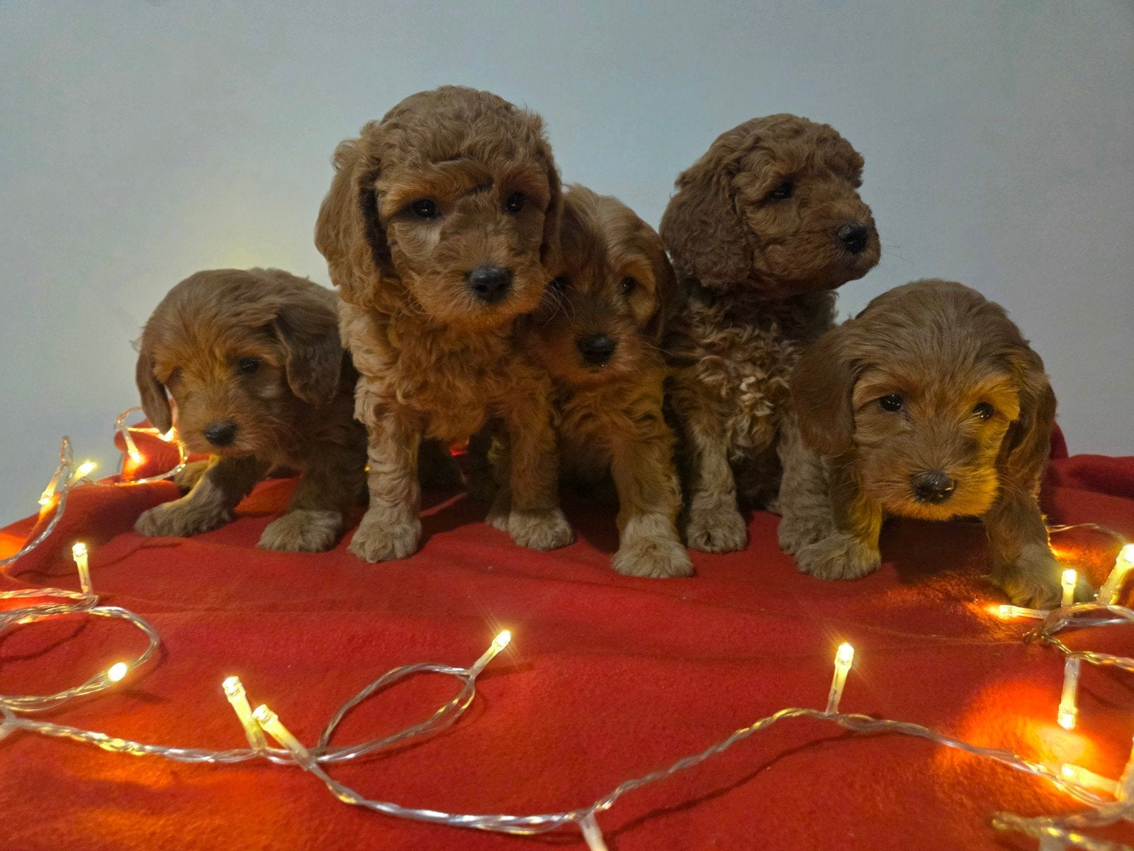 Mini labradoodle pups - abrikoos, België, Particulier, Overige rassen, 8 tot 15 weken
