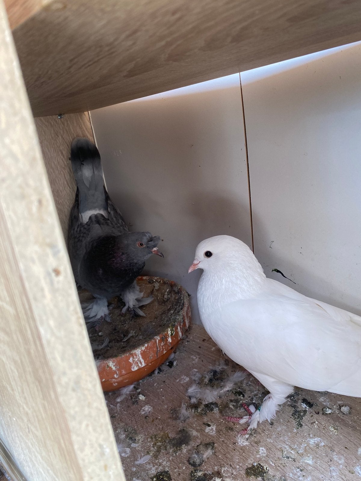 Mardin takla, Plusieurs animaux, Pigeon culbutant ou Roller