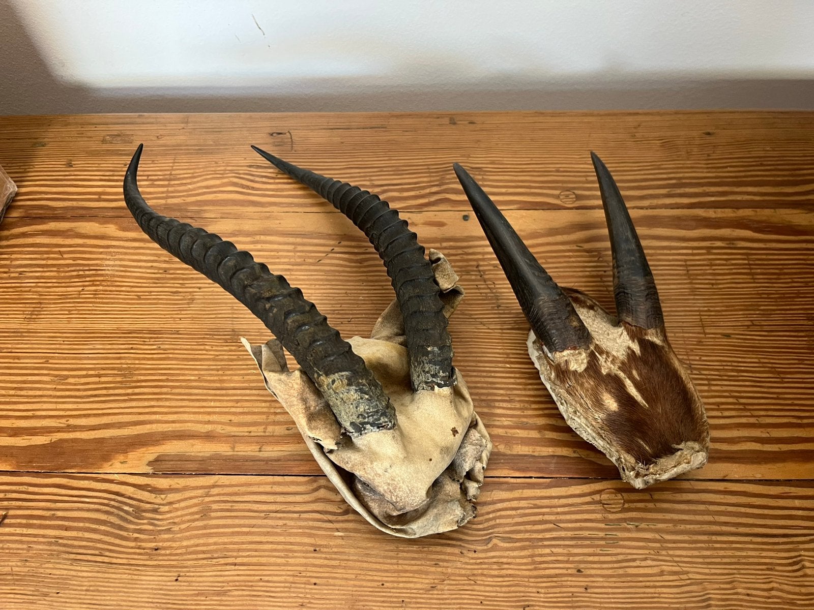Taxidermie, schedel, gewei, hoorns, Antiek en Kunst, Ophalen