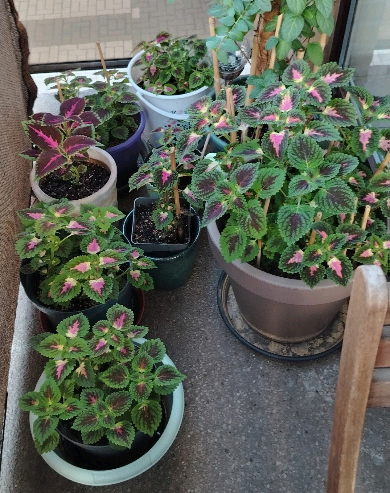 Planten - stekken _ jonge Coleus in potten., Ophalen of Verzenden, Halfschaduw