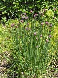 frambozenstruik, lavendel,bieslook, canna, melisse estragon, Ophalen, Vaste plant, Halfschaduw, Kruiden