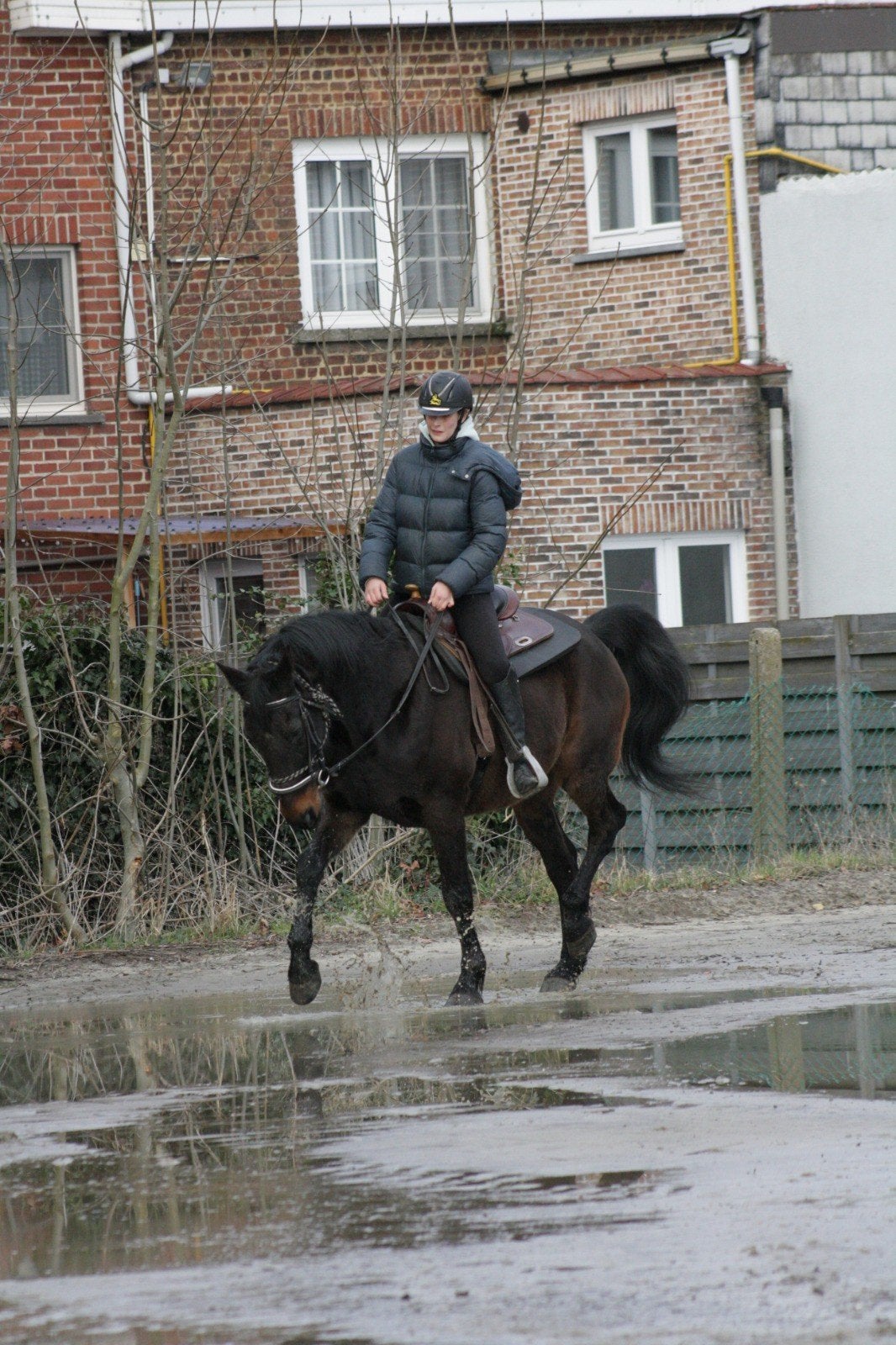 Meilleur cheval de loisir à vendre, Animaux & Accessoires, Chevaux & Poneys | Couvertures & Couvre-reins, Enlèvement