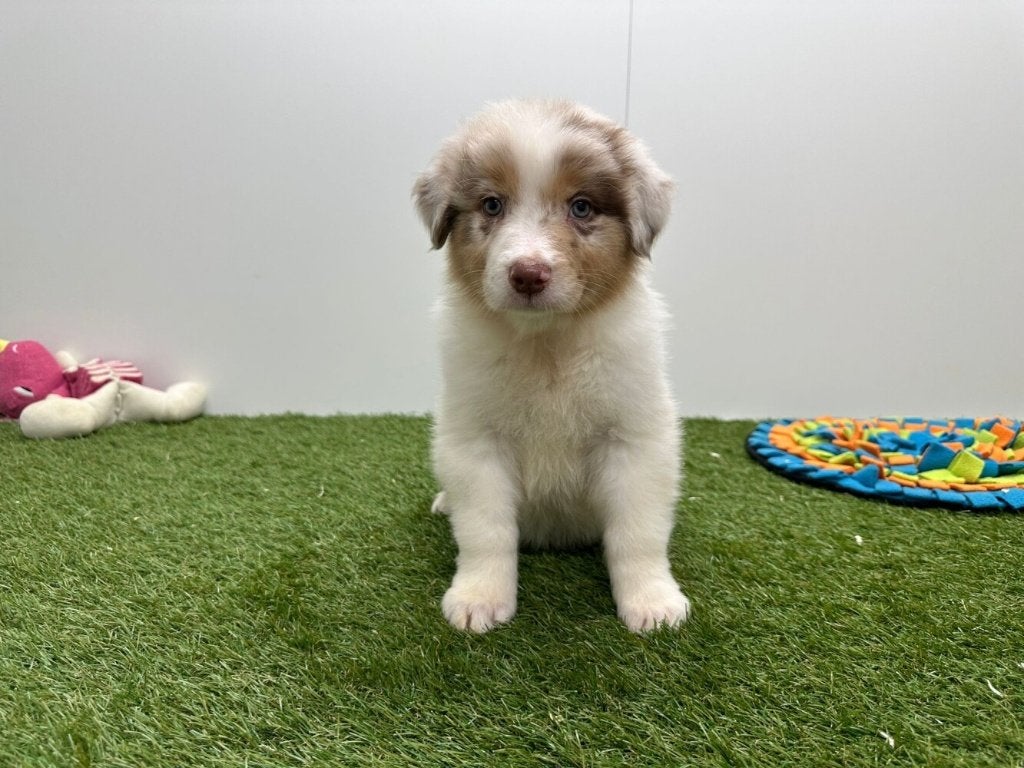 Australische Herder pups, Dieren en Toebehoren, Honden | Herdershonden en Veedrijvers, Parvo, België, 8 tot 15 weken, Meerdere