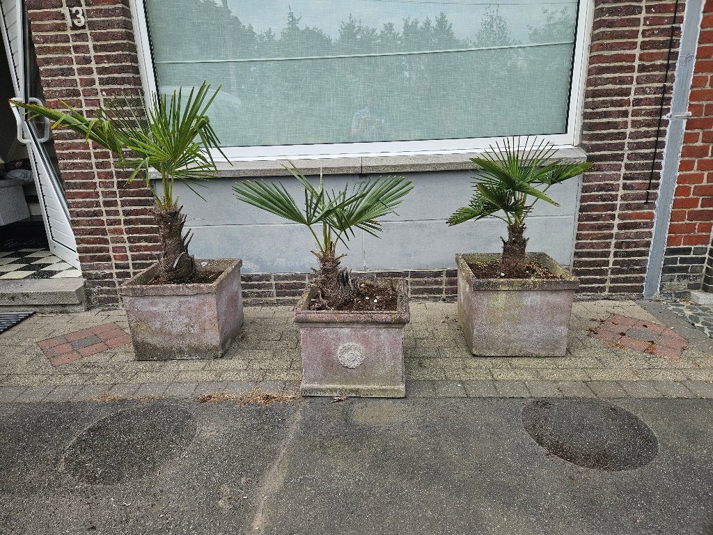 Palmbomen, Jardin & Terrasse, Plantes | Arbres, Enlèvement, En pot, Palmier