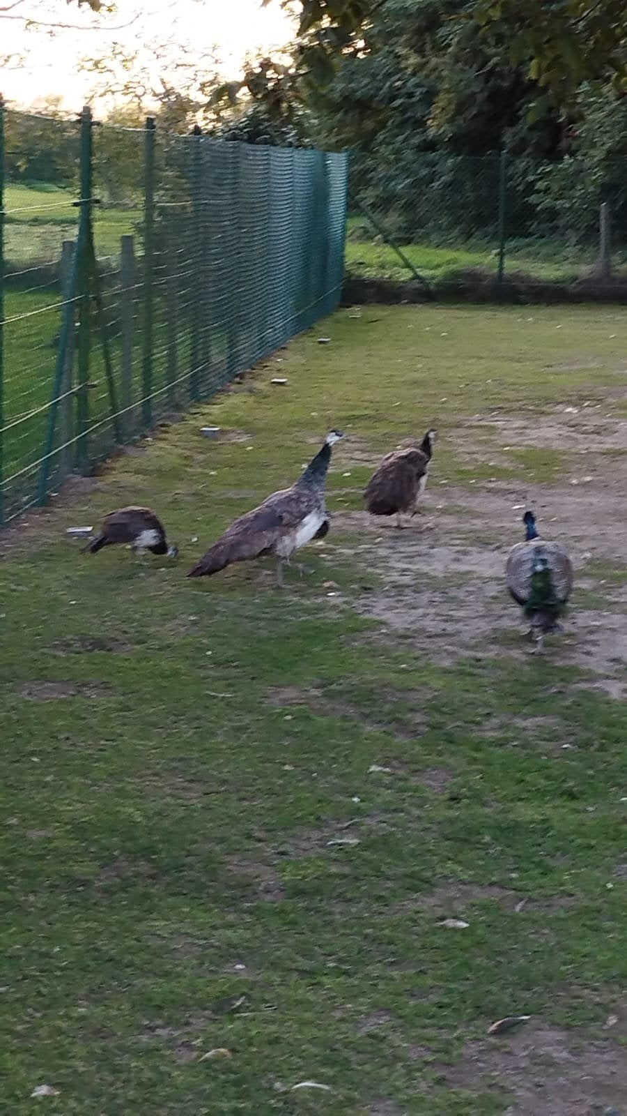 Pauwen te koop, Dieren en Toebehoren, Meerdere dieren, Overige soorten