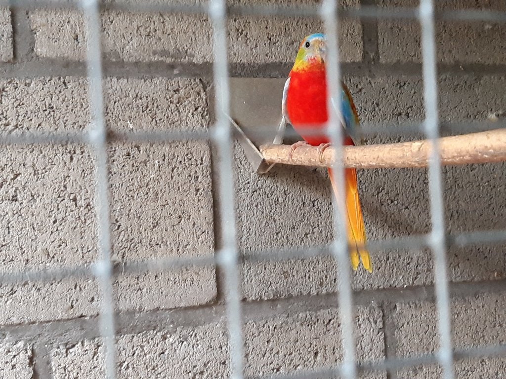 Turquoisine, Meerdere dieren, Parkiet, Geringd